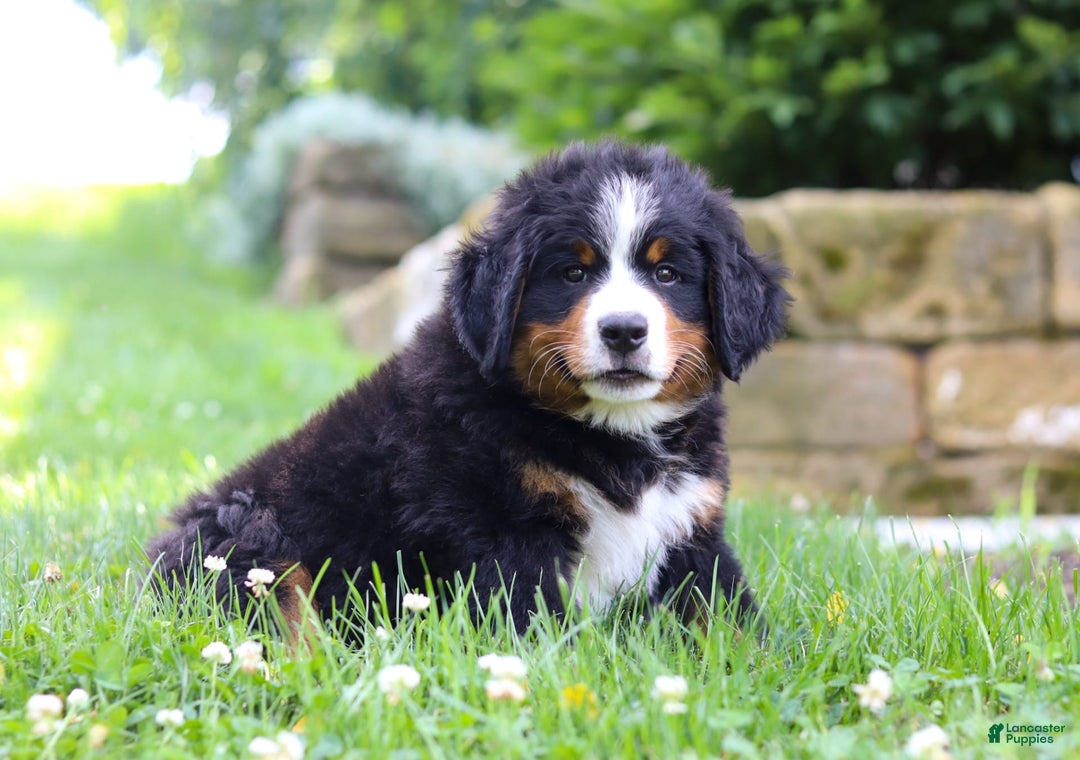 Bernese Mountain Dog dogs for sale: Champ - Image 3