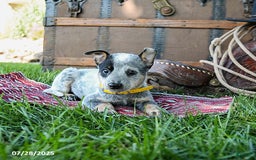 Australian Cattle Dog dogs for sale: Clover - Image 4