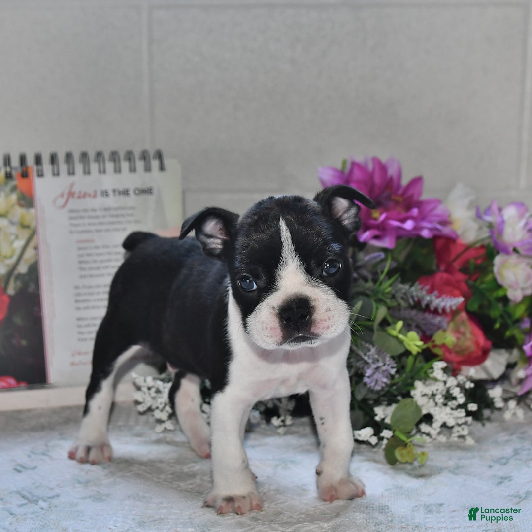 Boston Terrier dogs for sale: Jeffery - Image 4