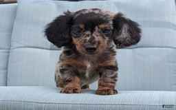 Miniature Dachshund dogs for sale: Miniature Dachshund 3 puppies - Image 31