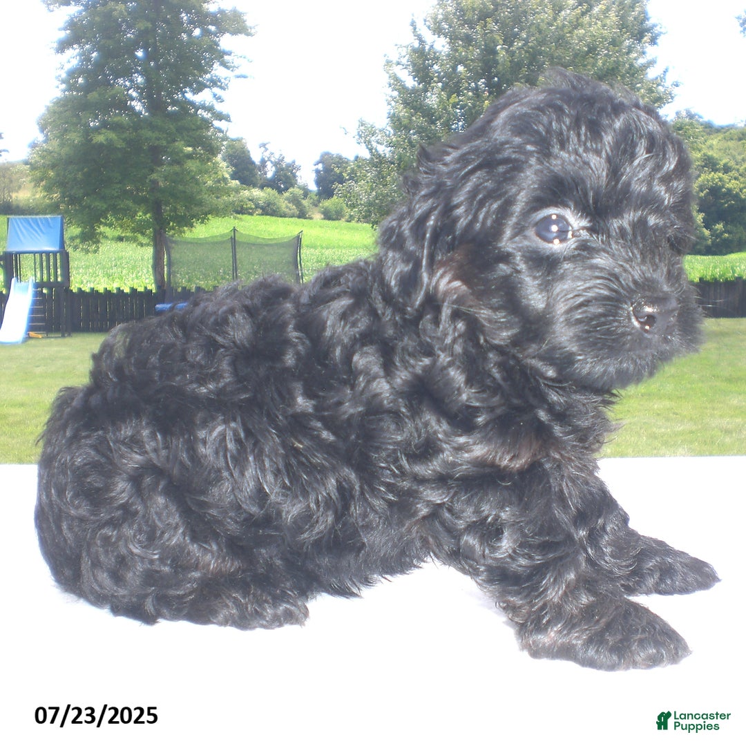 Yorkiepoo dogs for sale: Mack - Image 6