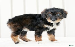 Miniature Poodle dogs for sale: Kammy - Image 5