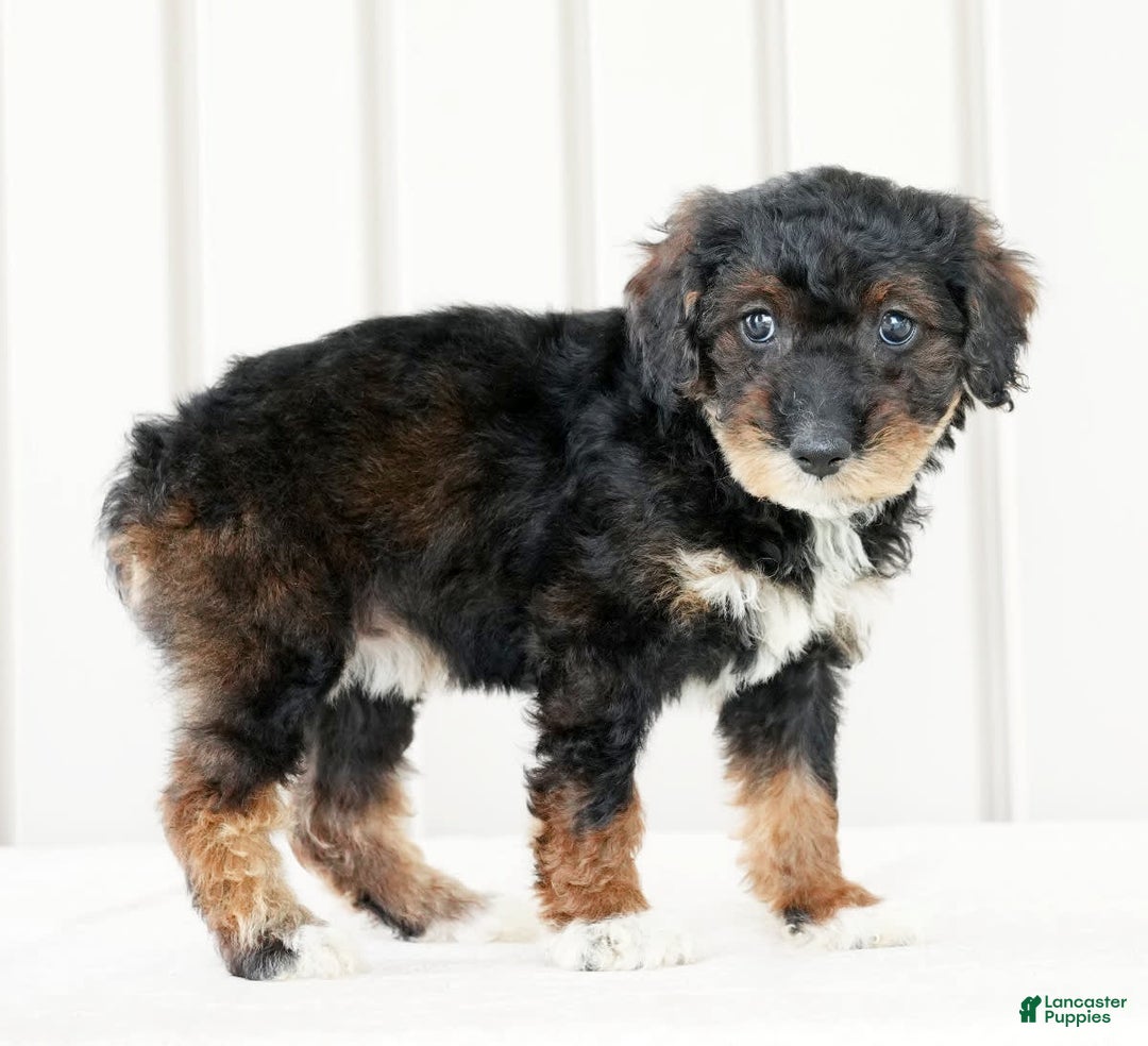 Miniature Poodle dogs for sale: Kammy - Image 5