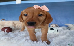 Labrador Retriever dogs for sale: Red Fox Gabby - Image 3