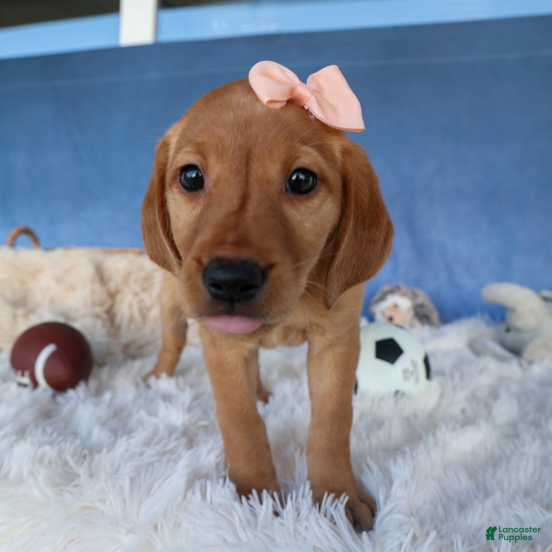 Labrador Retriever dogs for sale: Red Fox Gabby - Image 3