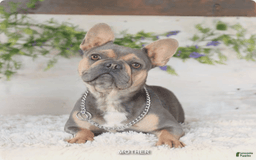 French Bulldog dogs for sale: Barbie - Image 6