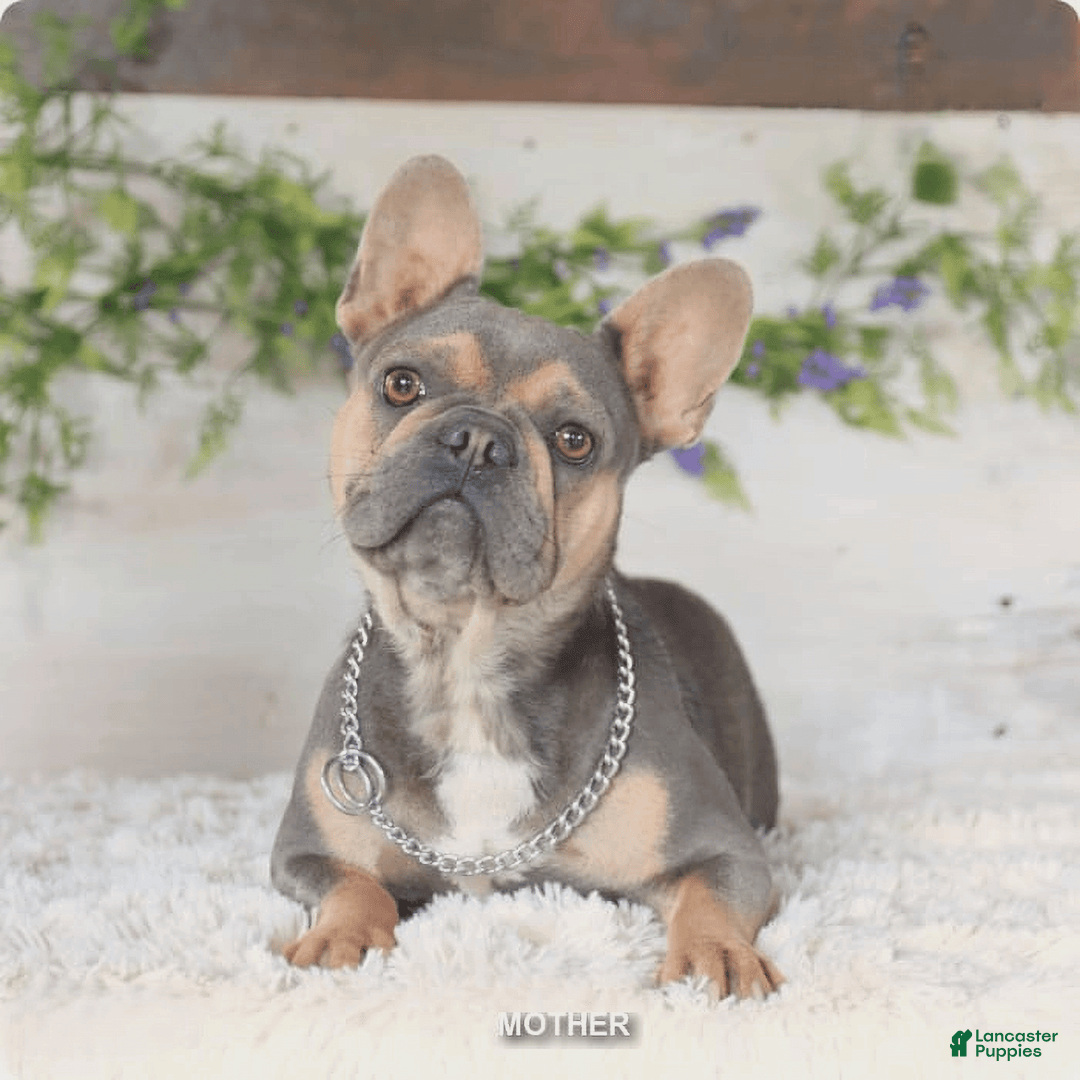 French Bulldog dogs for sale: Barbie - Image 6