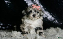 Maltipoo dogs for sale: Precious - Image 8