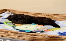 Miniature Poodle dogs for sale: Scrappy - Image 2