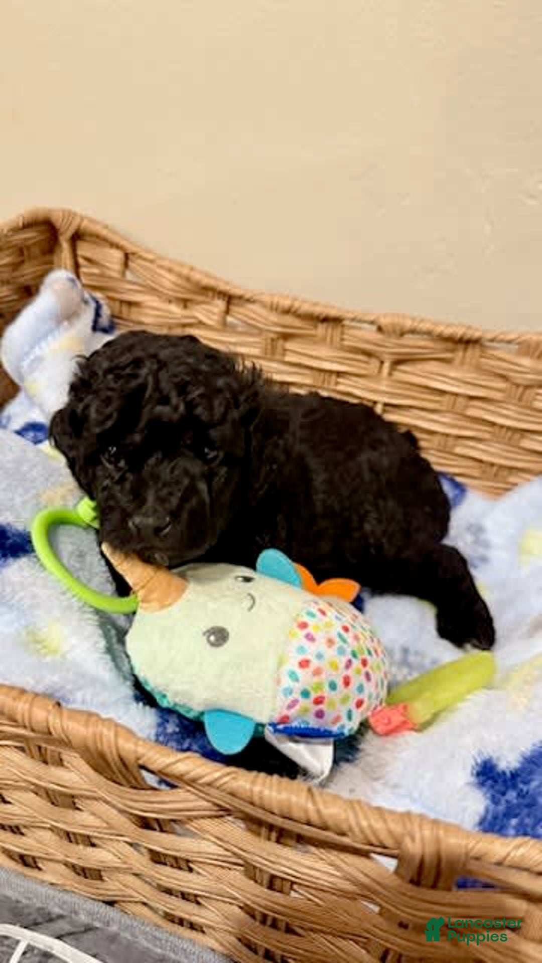 Miniature Poodle dogs for sale: Scrappy - Image 2