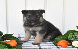 German Shepherd dogs for sale: Jasper - Image 2
