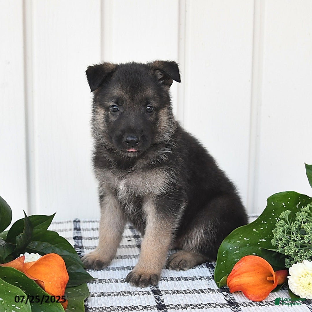 German Shepherd dogs for sale: Jasper - Image 2