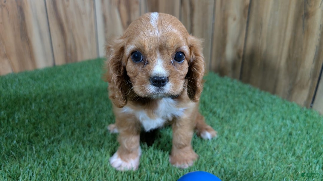 Cavalier King Charles Spaniel dogs for sale: Bridgette Boy 1 - Image 4