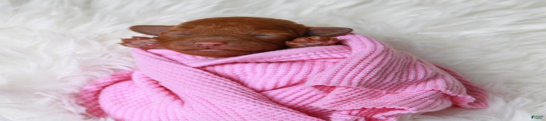 Junipuff