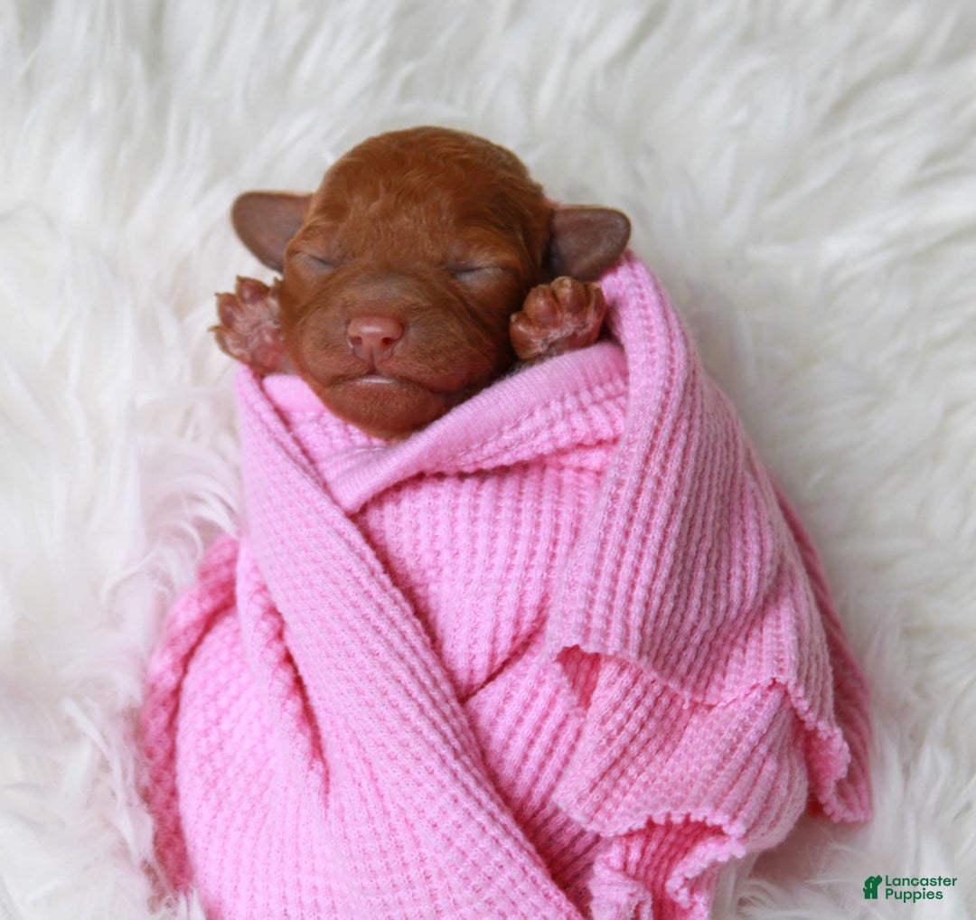Cavapoo dogs for sale: Junipuff - Image 1