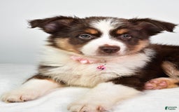 Australian Shepherd dogs for sale: Sally - Image 7