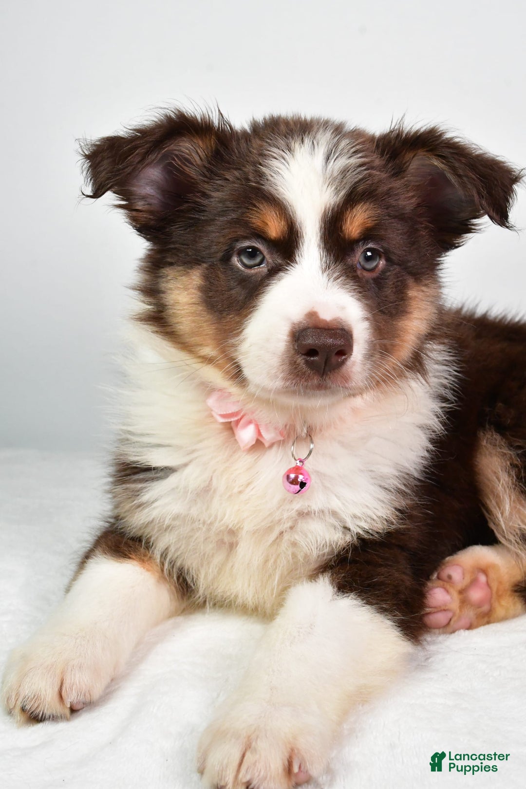 Australian Shepherd dogs for sale: Sally - Image 7