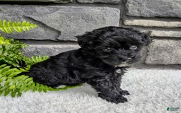 Havapoo dogs for sale: Ace - Image 3