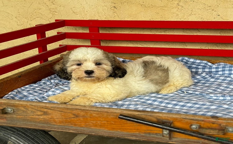 Teddy Bear dogs for sale - Ad 5