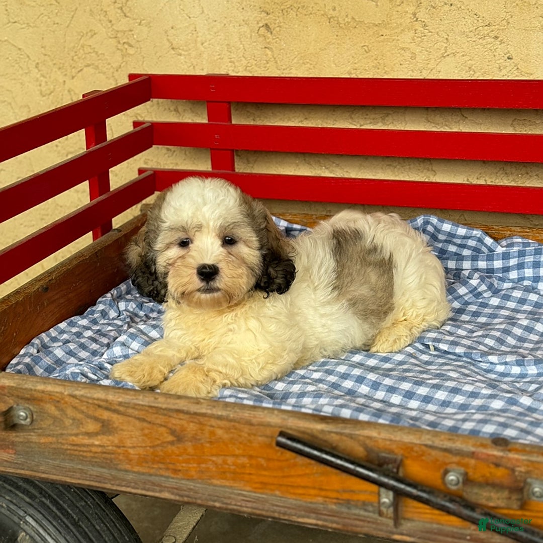 Teddy Bear dogs for sale: Dale - Image 1