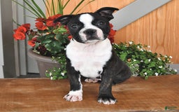 Boston Terrier dogs for sale: Lacey - Image 2