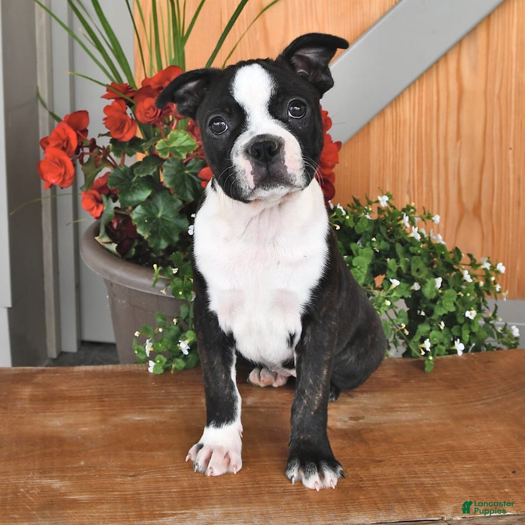 Boston Terrier dogs for sale: Lacey - Image 2