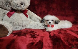 Malshi dogs for sale: Loki - Image 10