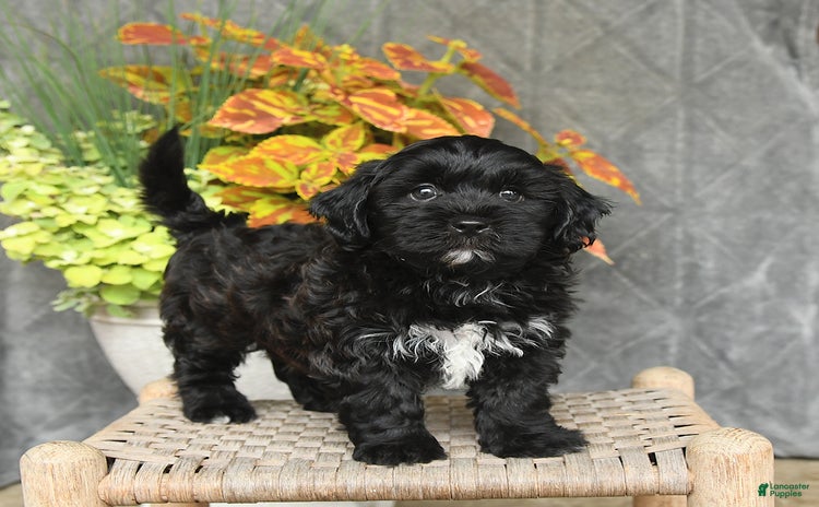 Shihpoo dogs for sale - Ad 1