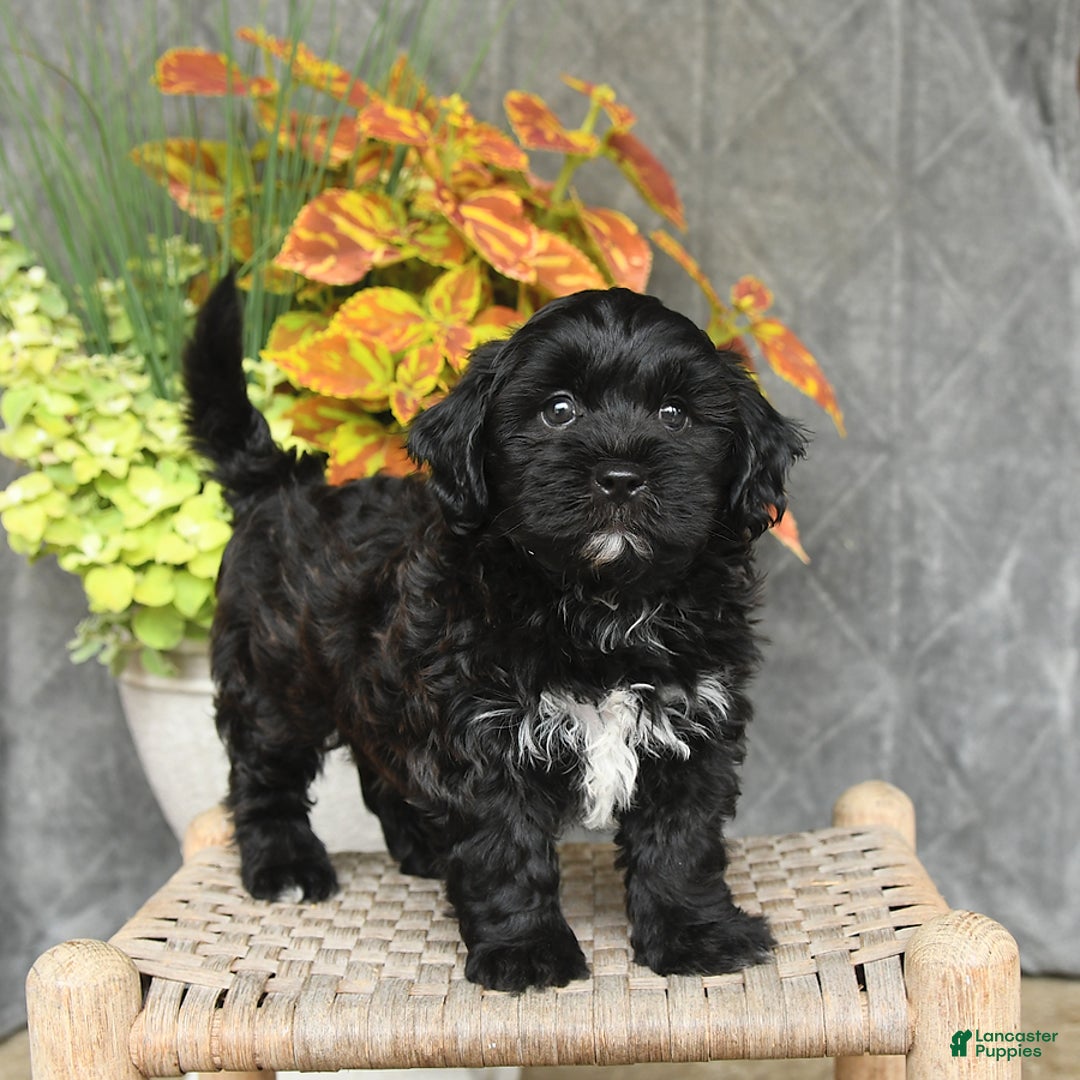 Shihpoo dogs for sale: Caleb - Image 1
