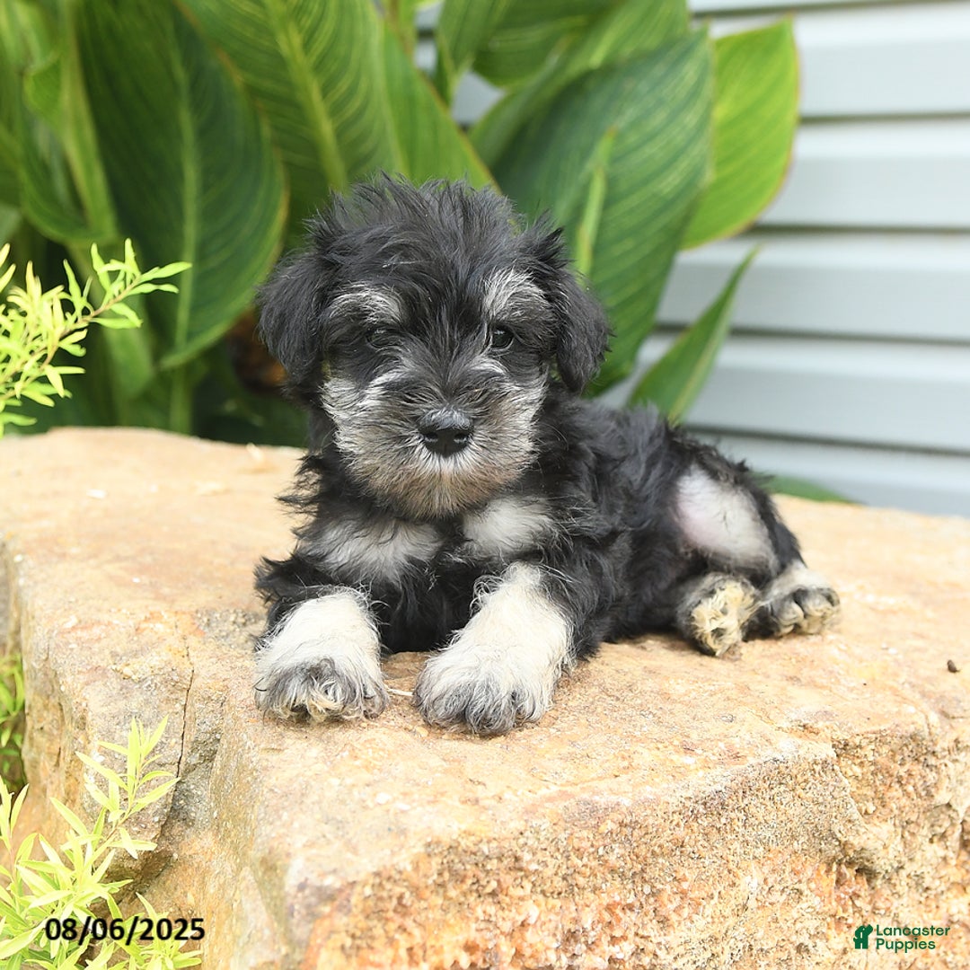 Miniature Schnauzer dogs for sale: Mason - Image 4