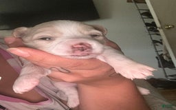 Chihuahua dogs for sale: N/a - Image 2