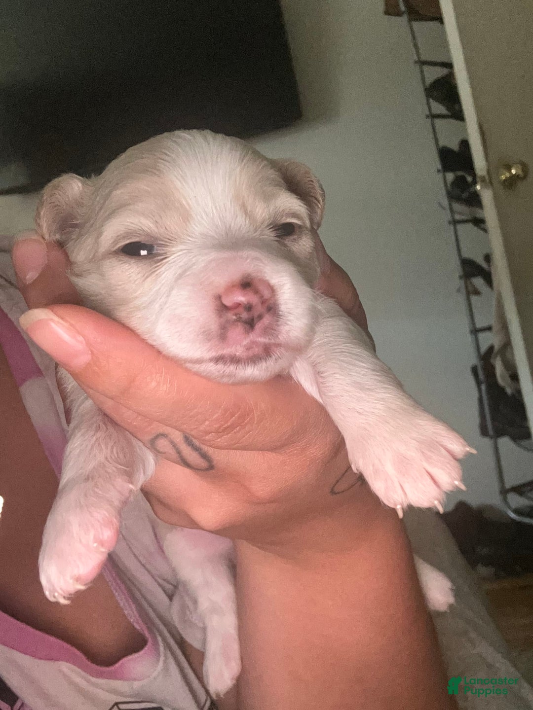 Chihuahua dogs for sale: N/a - Image 2