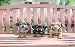 Miniature Dachshund dogs for sale: Ace - Image 4