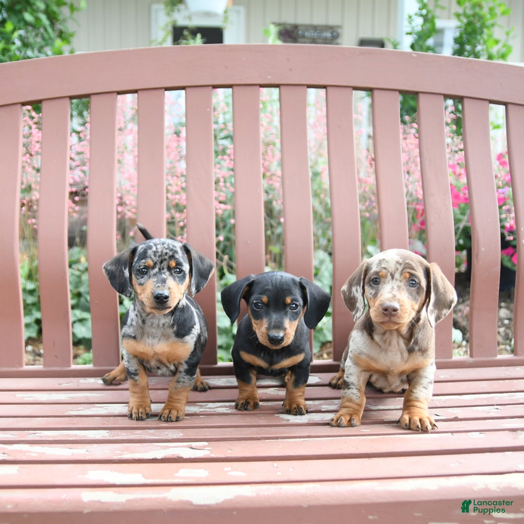 Miniature Dachshund dogs for sale: Ace - Image 4