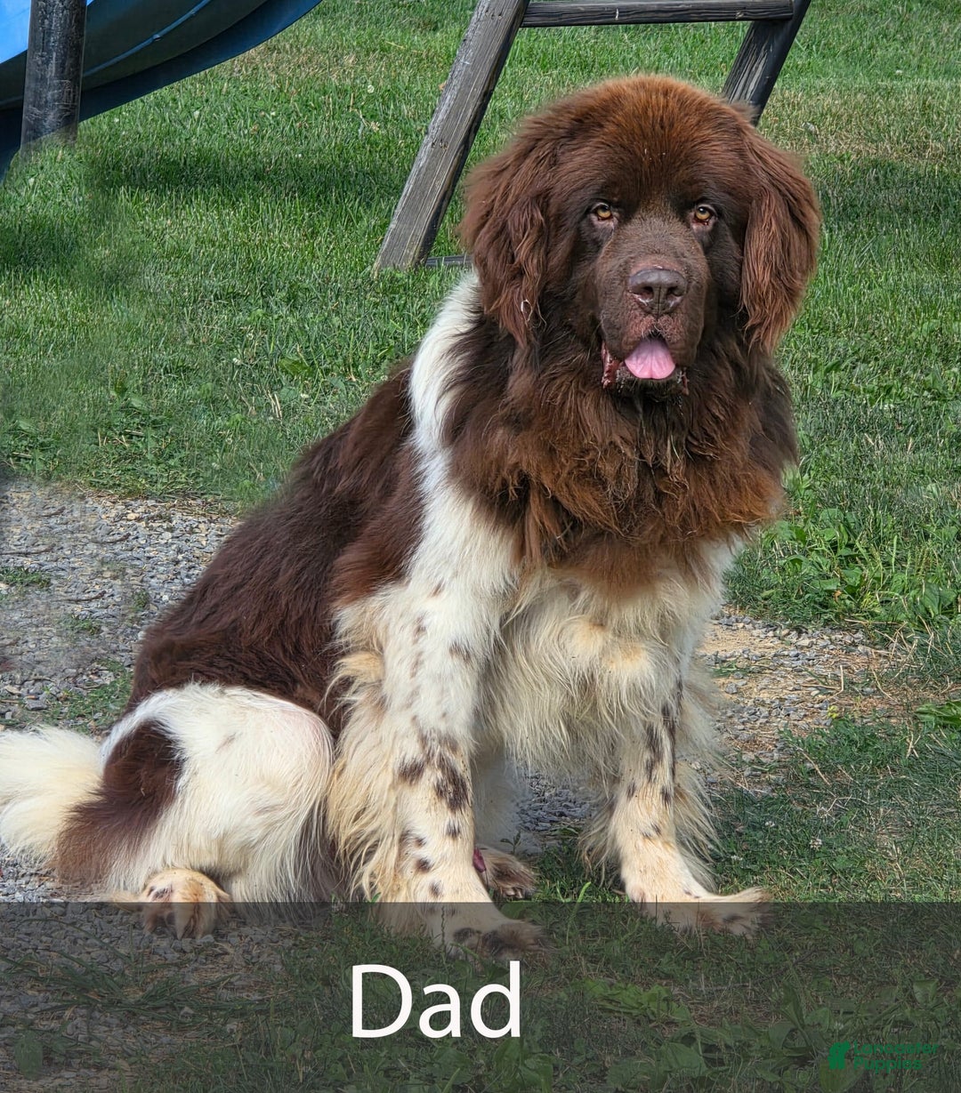 Newfoundland dogs for sale: Rosie - Image 8