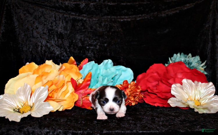 Chihuahua dogs for sale - Ad 3