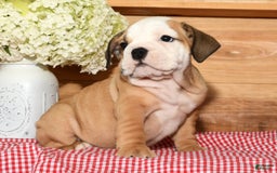 Beabull dogs for sale: Crystal - Image 4