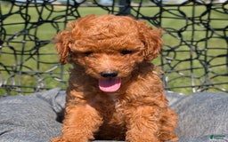 Toy Poodle dogs for sale: Quinten - Image 5