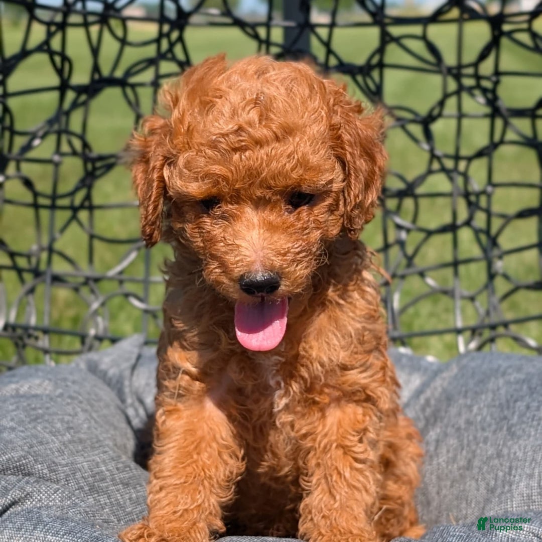 Toy Poodle dogs for sale: Quinten - Image 5