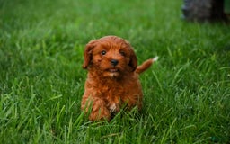 Cavalier King Charles Spaniel dogs for sale: Cavalier King Charles Spaniel 4 puppies - Image 7