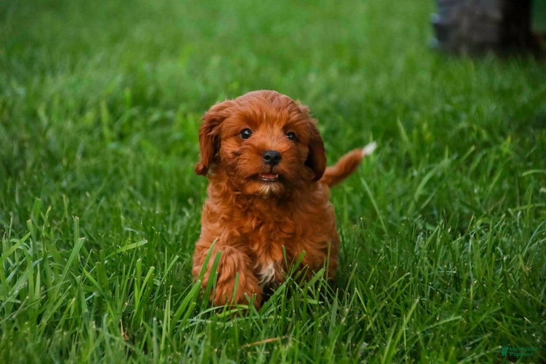 Cavalier King Charles Spaniel dogs for sale: Cavalier King Charles Spaniel 4 puppies - Image 7