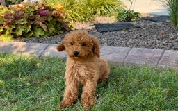 Cockapoo dogs for sale: Terry - Image 2