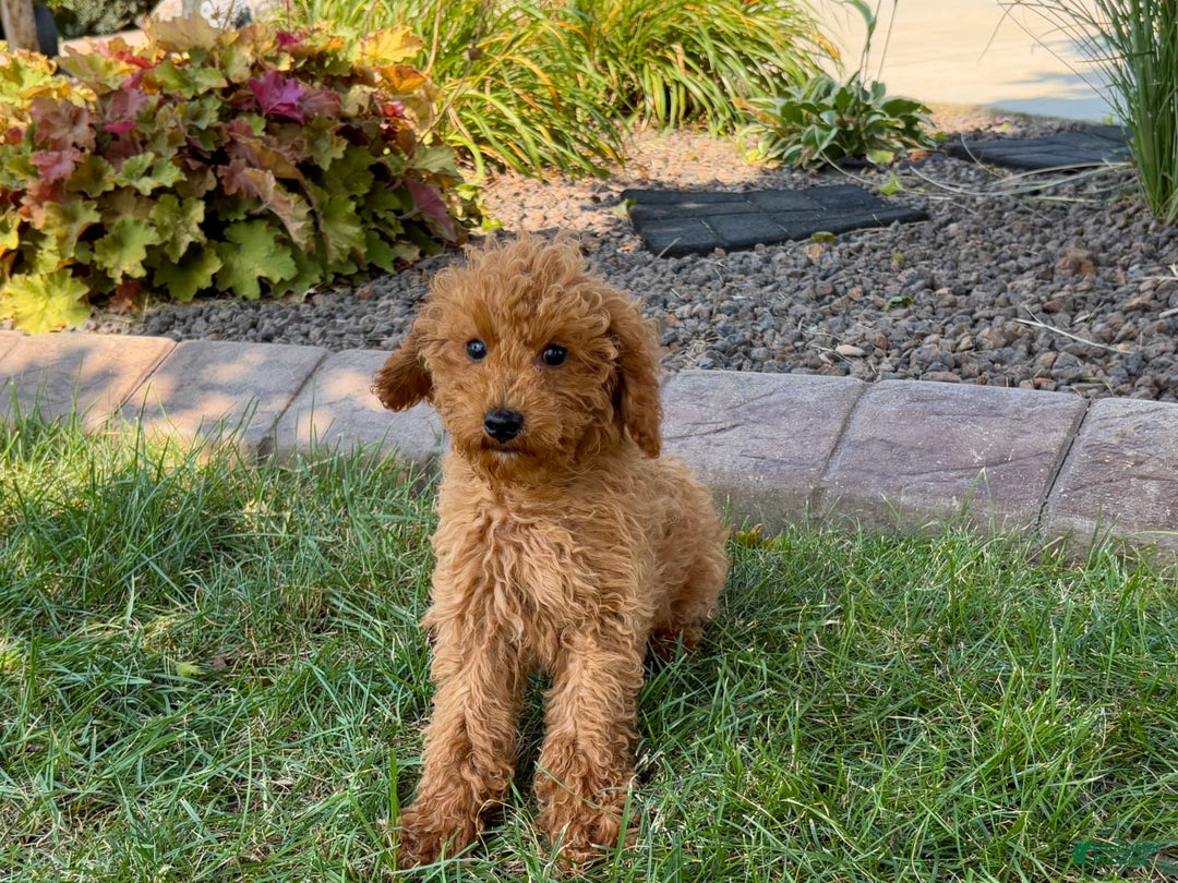 Cockapoo dogs for sale: Terry - Image 2