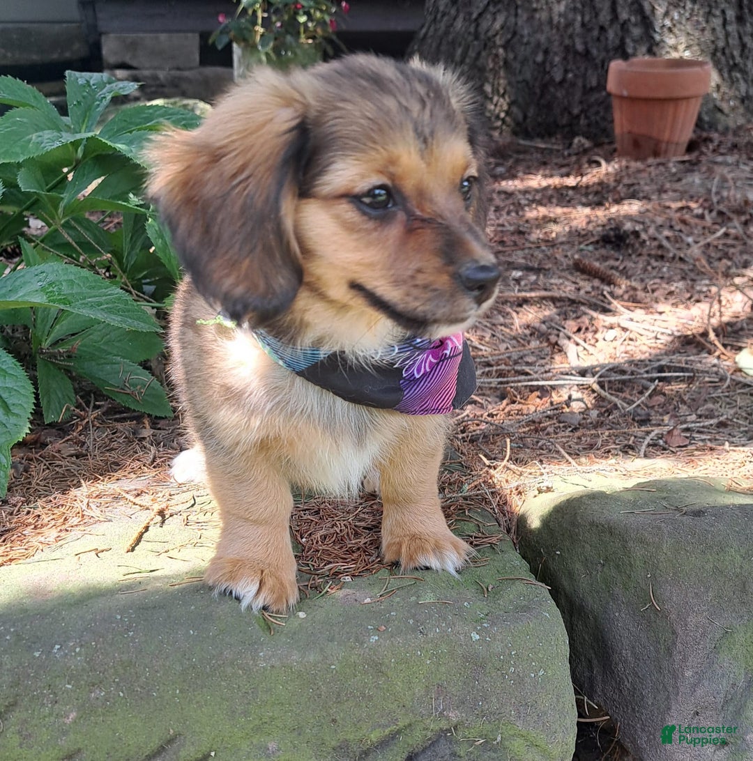 Miniature Dachshund dogs for sale: Millie - Image 2