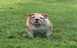 English Bulldog dogs for sale: Wiggles - Image 6