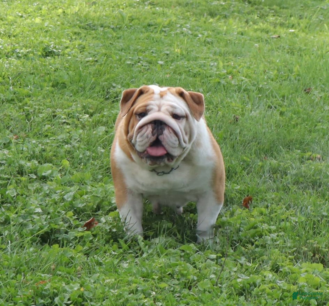 English Bulldog dogs for sale: Wiggles - Image 6