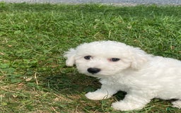 Bichon Frise dogs for sale: Blu - Image 3