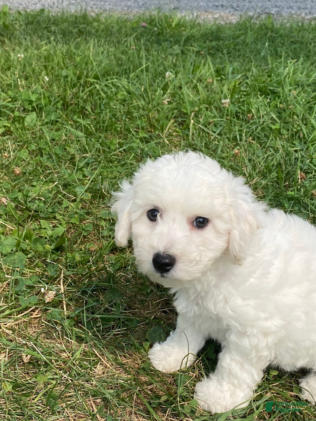 Bichon Frise dogs for sale: Blu - Image 3