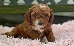Cavapoo dogs for sale: Bella - Image 18