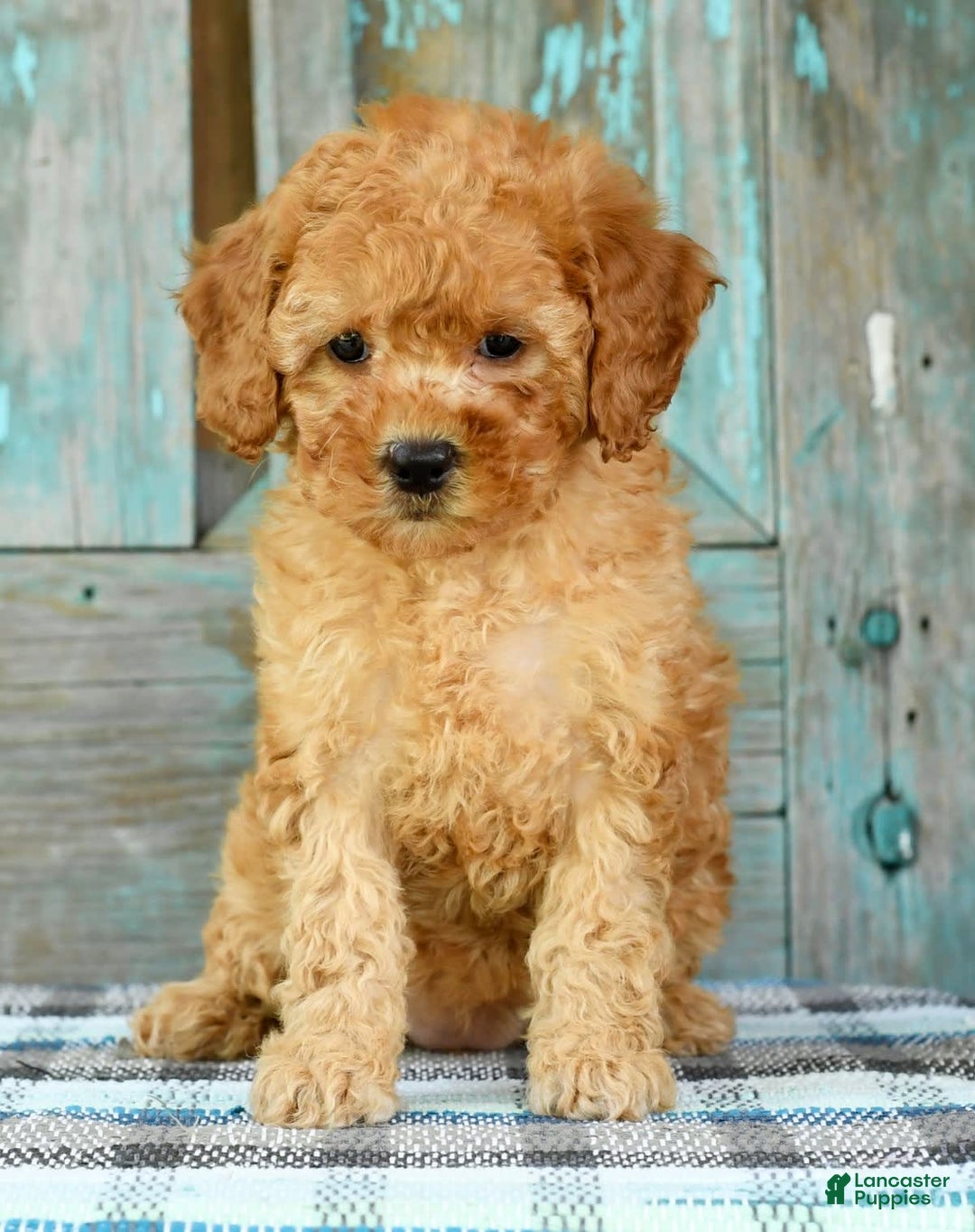 Mini Goldendoodle dogs for sale: Abbie - Image 3